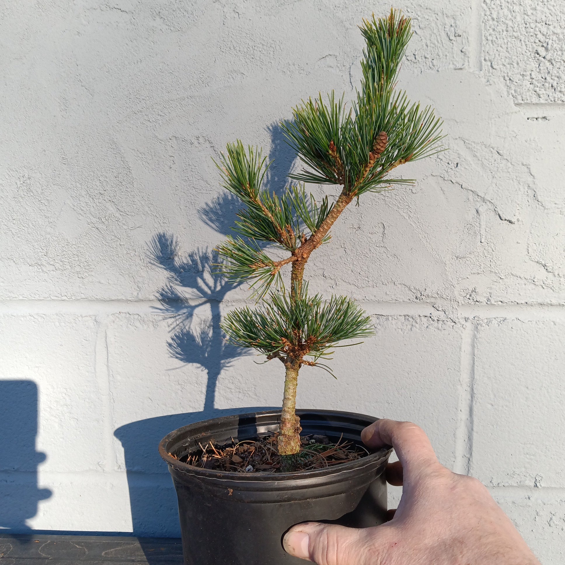 fuku bonsai tree Pinus parviflora 'Fuku zu mi' – Lucky Bonsai