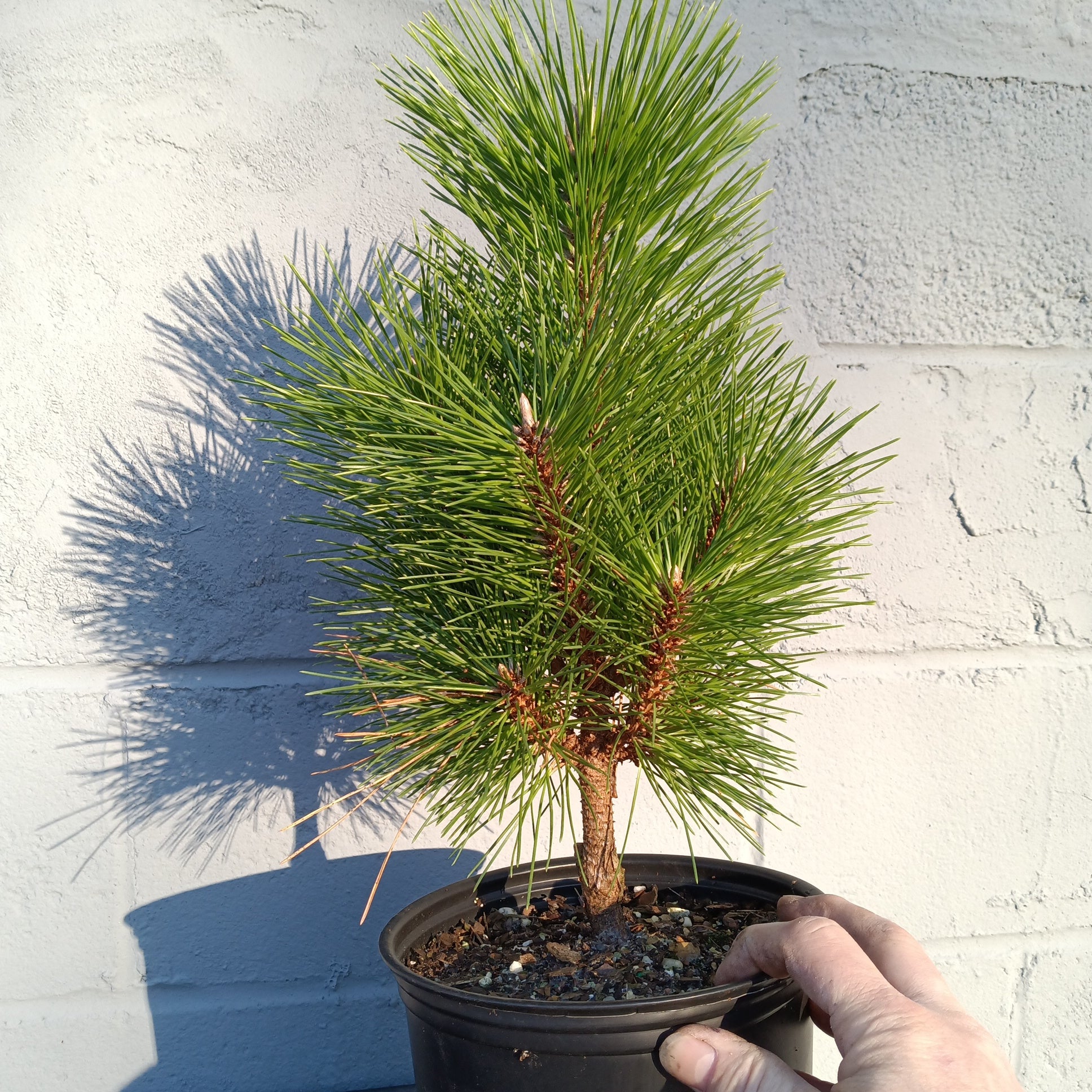Pinus thunbergii 'thunderhead' – Lucky Bonsai