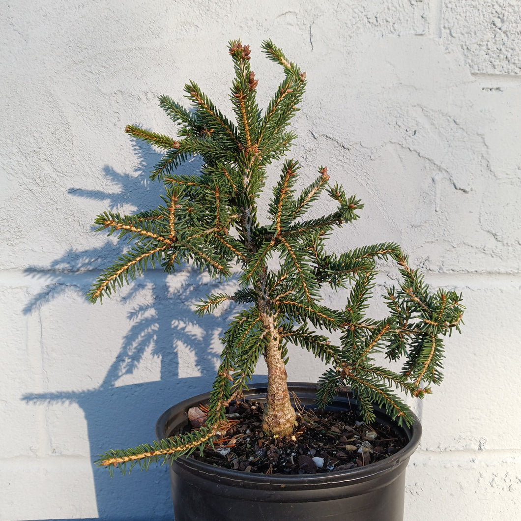 Picea orientalis nigra compacta