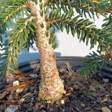 Load image into Gallery viewer, Picea orientalis nigra compacta
