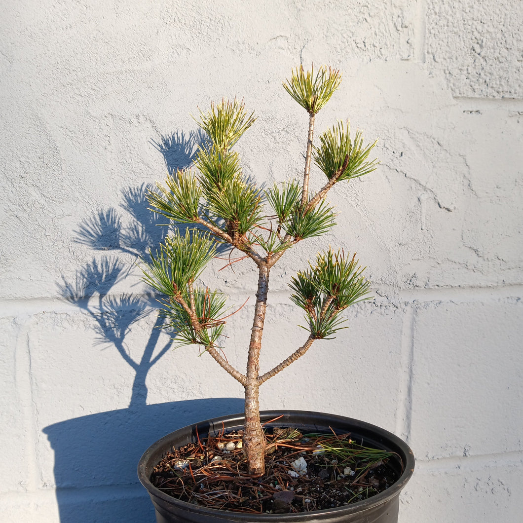 Pinus parviflora variety Fubiki Nishiki'