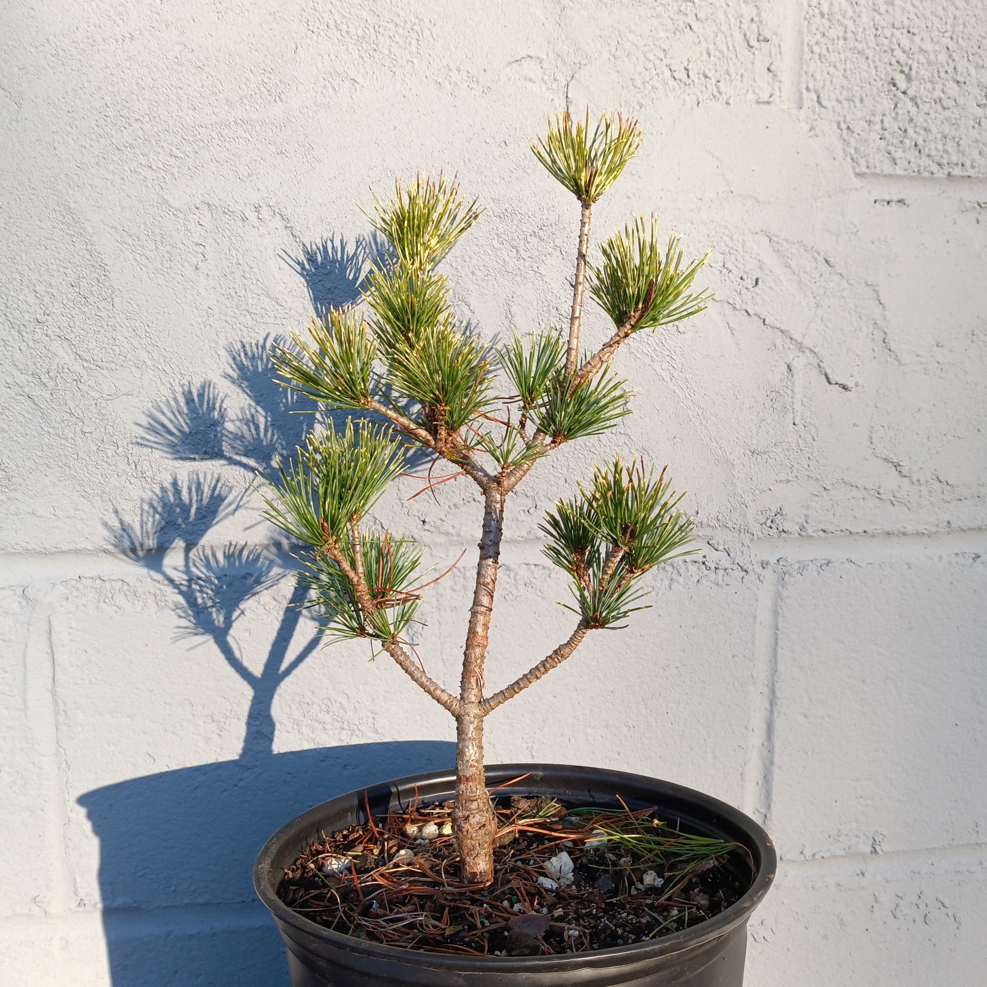 Pinus parviflora variety Fubiki Nishiki' – Lucky Bonsai
