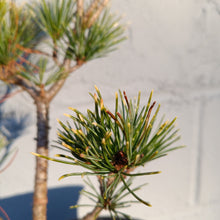 Load image into Gallery viewer, Pinus parviflora variety Fubiki Nishiki&#39;
