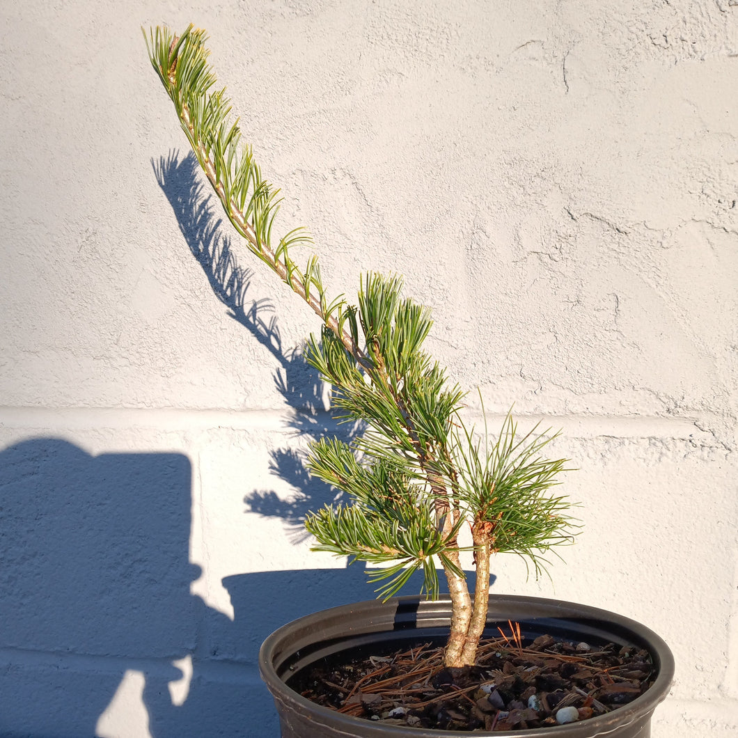 Pinus parviflora variety 'Fukai'
