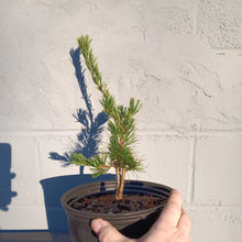 Load image into Gallery viewer, Pinus parviflora variety &#39;Fukai&#39;
