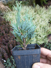 Load image into Gallery viewer, Juniper Wichita Blue 3-6&quot; in Pot
