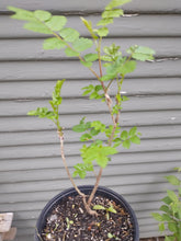 Load image into Gallery viewer, European Mountain Ash 2-3 yr. 12-18&quot; in Pot
