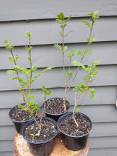Load image into Gallery viewer, American Mountain Ash 2-3 yr. 12-18&quot; in Pot
