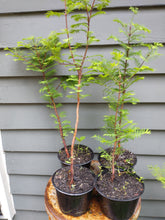 Load image into Gallery viewer, Dawn Redwood 16-24&quot; in Pot
