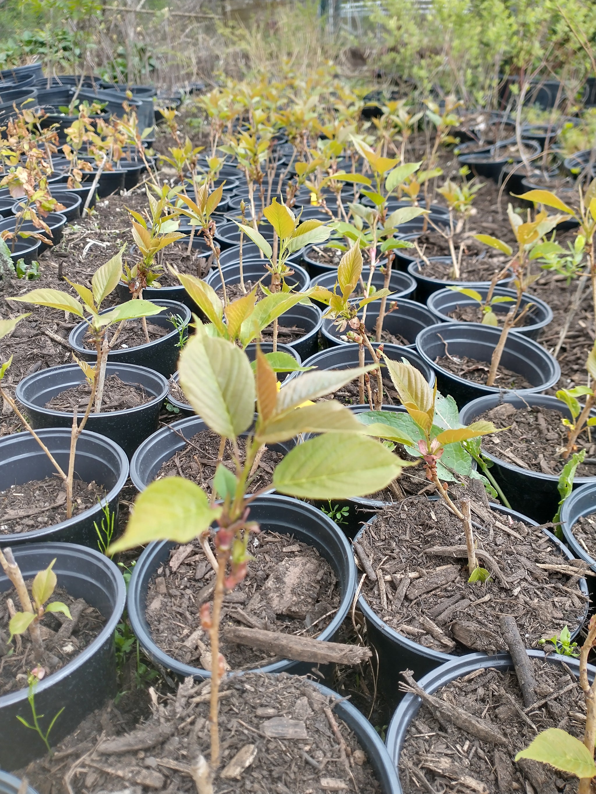 kwanzan cherry tree bonsai Kwanzan Cherry Tree Seedlings in 1 gallon pot – Lucky Bonsai