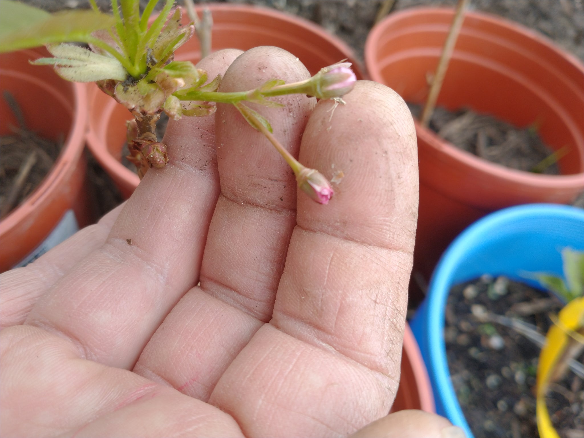 kwanzan cherry tree bonsai Kwanzan Cherry Tree Seedlings in 1 gallon pot – Lucky Bonsai