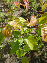 Load image into Gallery viewer, American Hornbeam
