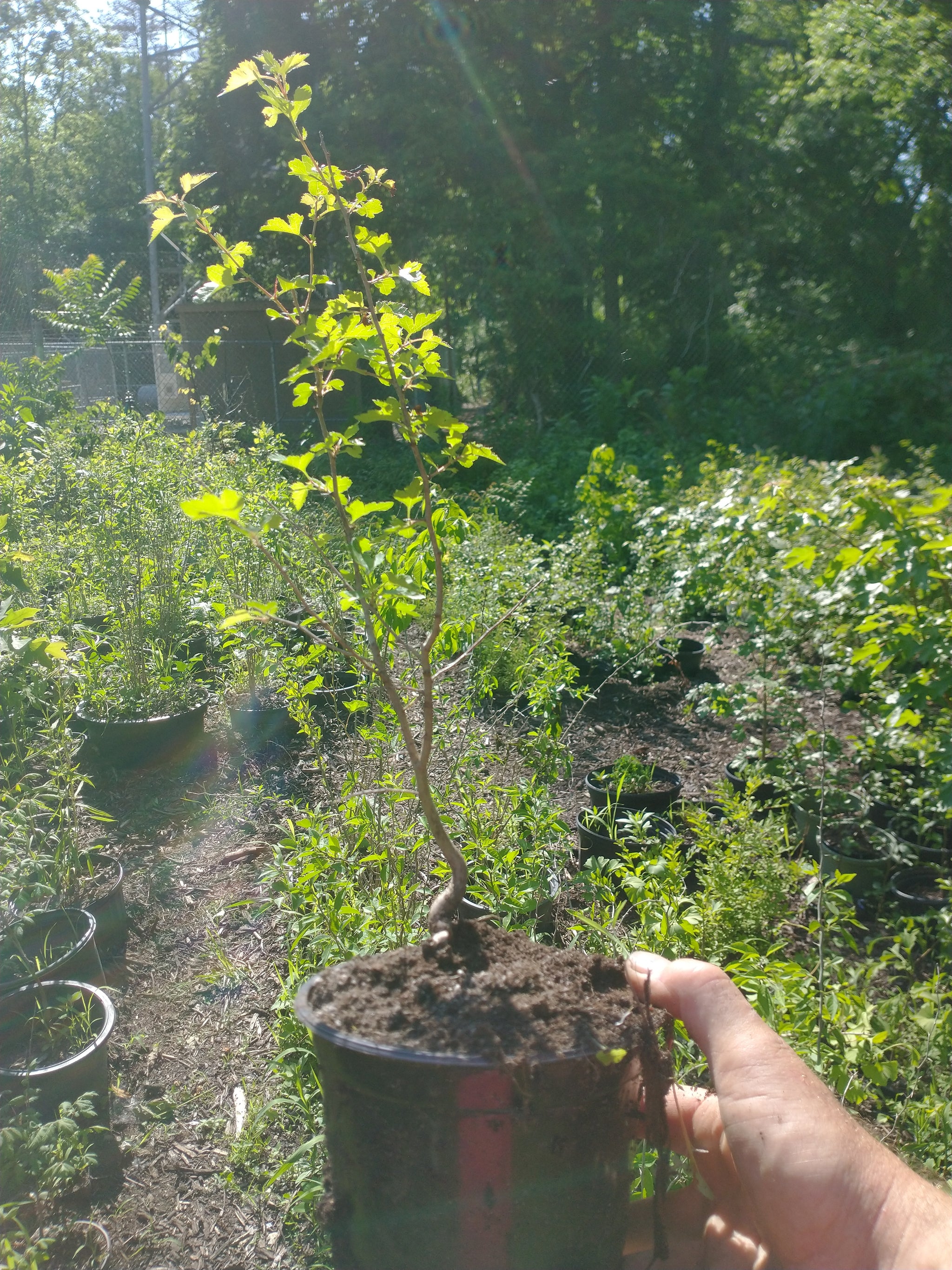 Washington Hawthorn  Lucky Bonsai
