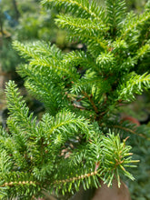 Load image into Gallery viewer, Birds Nest Spruce (Picea abies &#39;Nidiformis&#39;)
