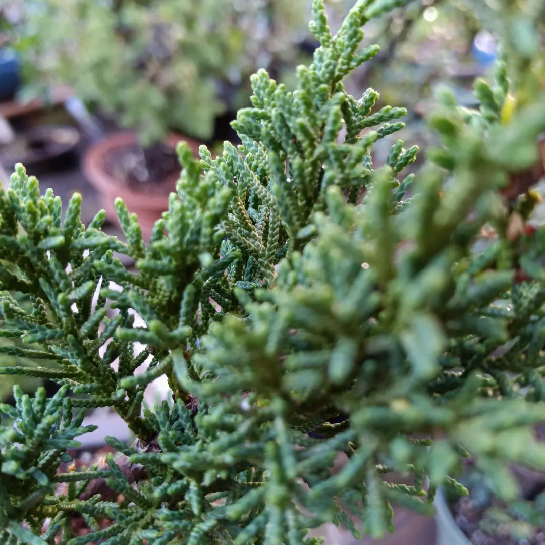 Shimpaku Juniper Bonsai Tree Starter Pre-Bonsai - Juniperus chinensis 'shimpaku'