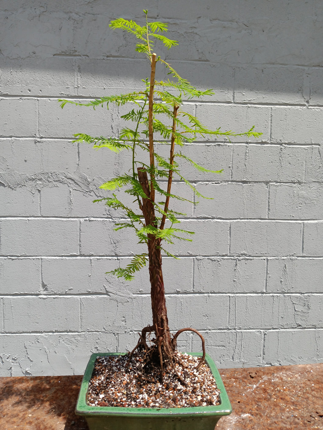 Bald cypress bonsai