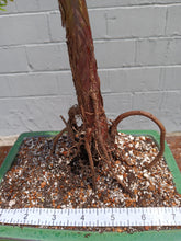 Load image into Gallery viewer, Bald cypress bonsai
