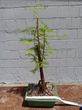 Load image into Gallery viewer, Bald cypress bonsai
