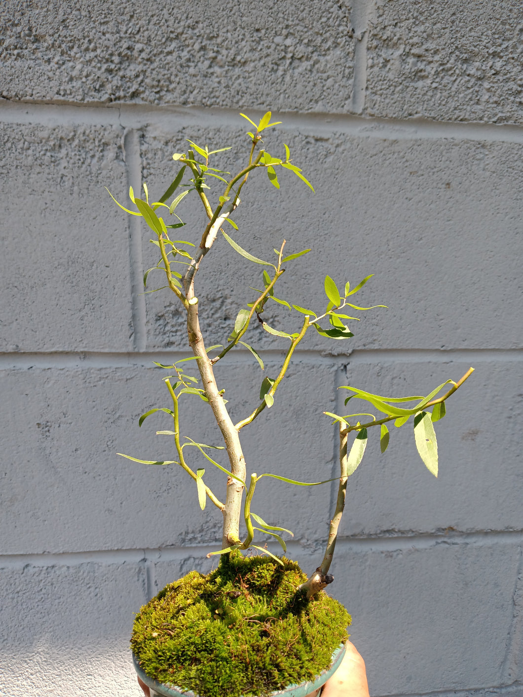 Corkscrew willow Salix matsudana