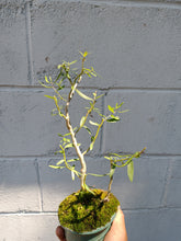 Load image into Gallery viewer, Corkscrew willow Salix matsudana
