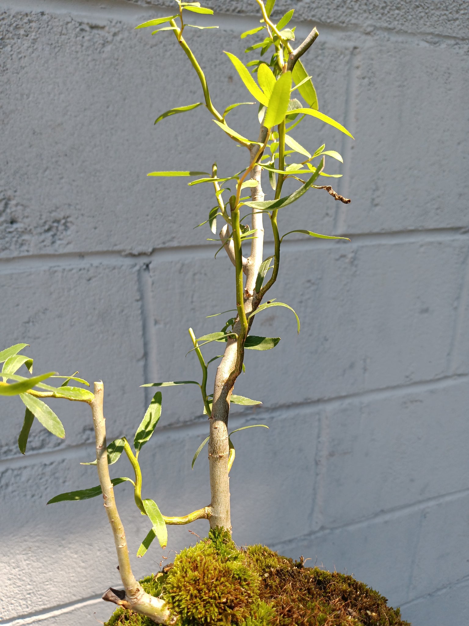 dragon willow tree bonsai Corkscrew willow Salix matsudana – Lucky Bonsai