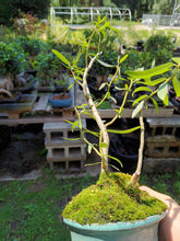 Load image into Gallery viewer, Corkscrew willow Salix matsudana
