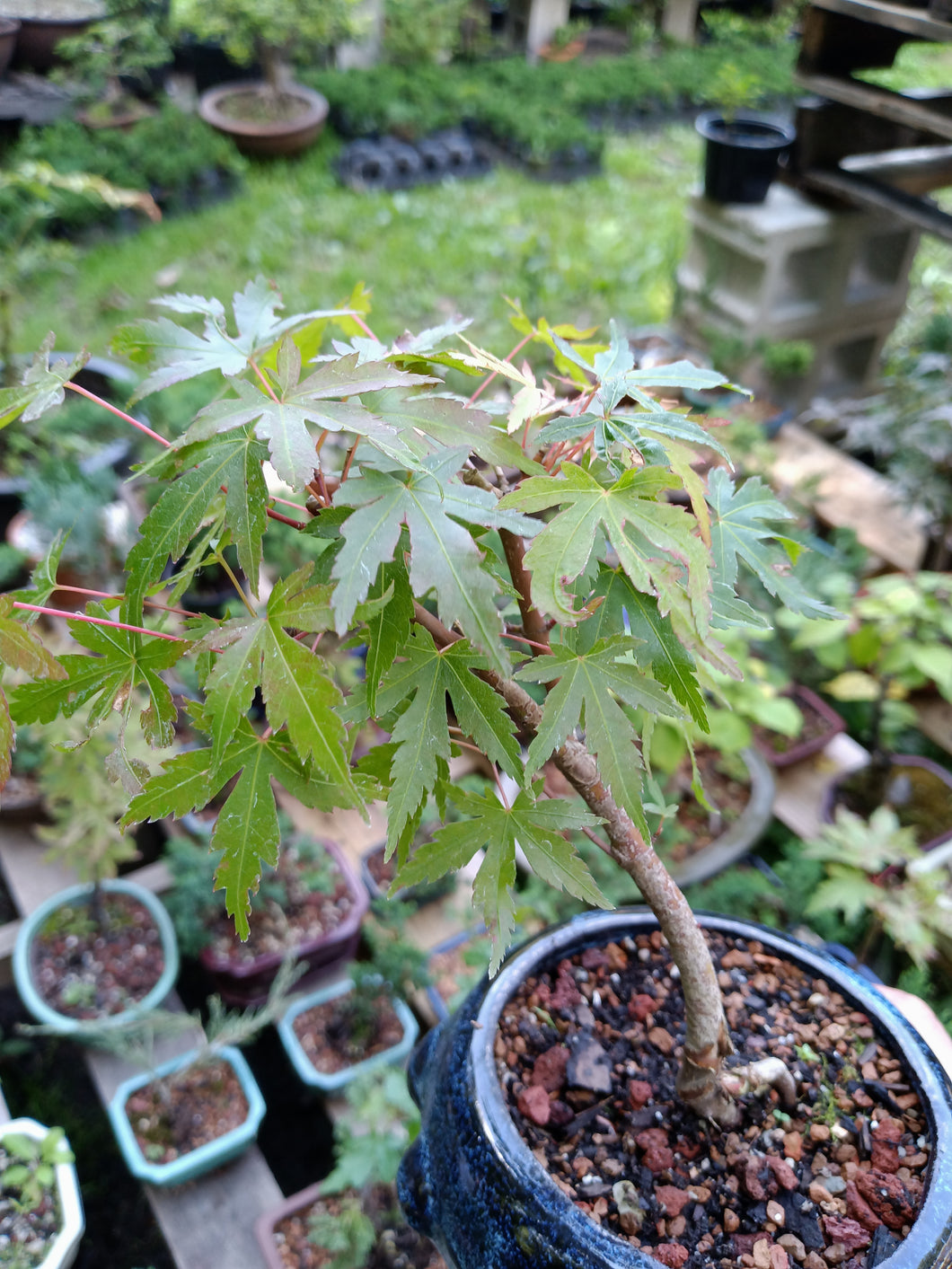 Green Japanese Maple bonsai