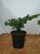 Load image into Gallery viewer, Juniper nana pre-bonsai 4&quot; pot

