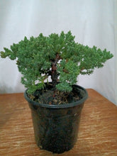 Load image into Gallery viewer, Juniper nana pre-bonsai 4&quot; pot
