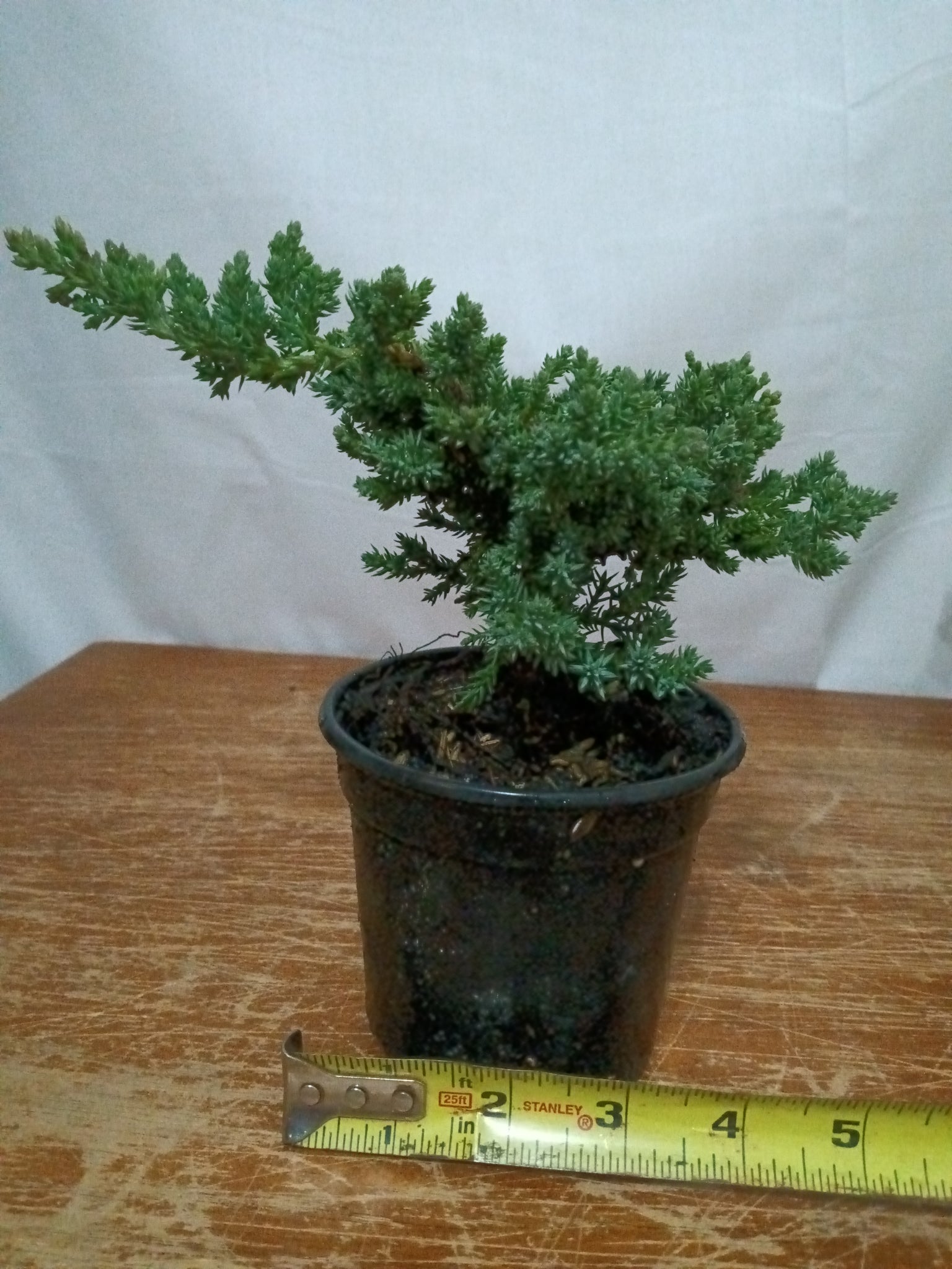 bonsai trees home depot Juniper nana pre-bonsai 4" pot – Lucky Bonsai
