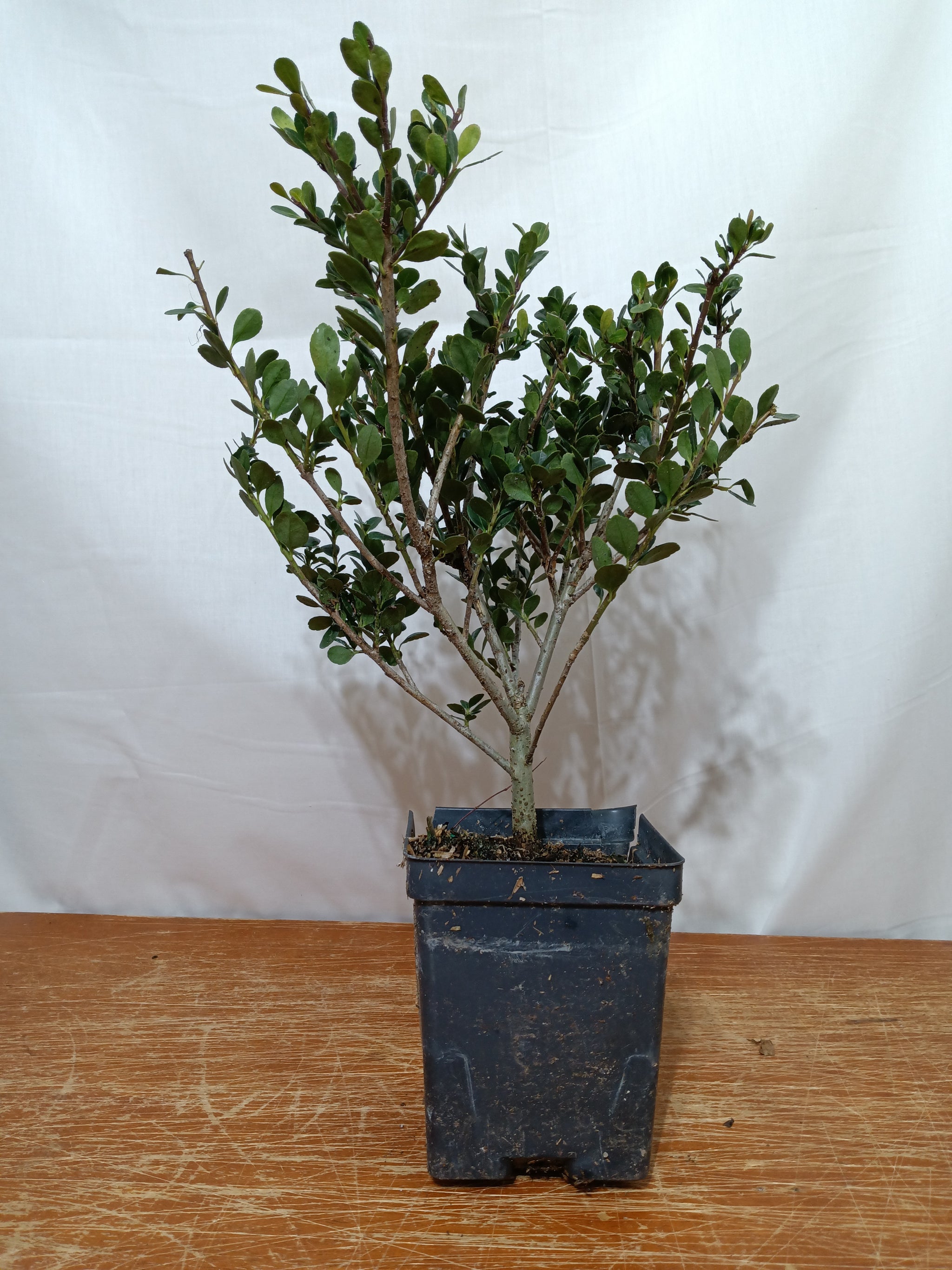 bonsai holly tree Japanese holly pre bonsai quart size – Lucky Bonsai