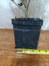 Load image into Gallery viewer, Japanese holly pre bonsai quart size

