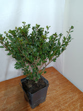 Load image into Gallery viewer, Japanese holly pre bonsai quart size
