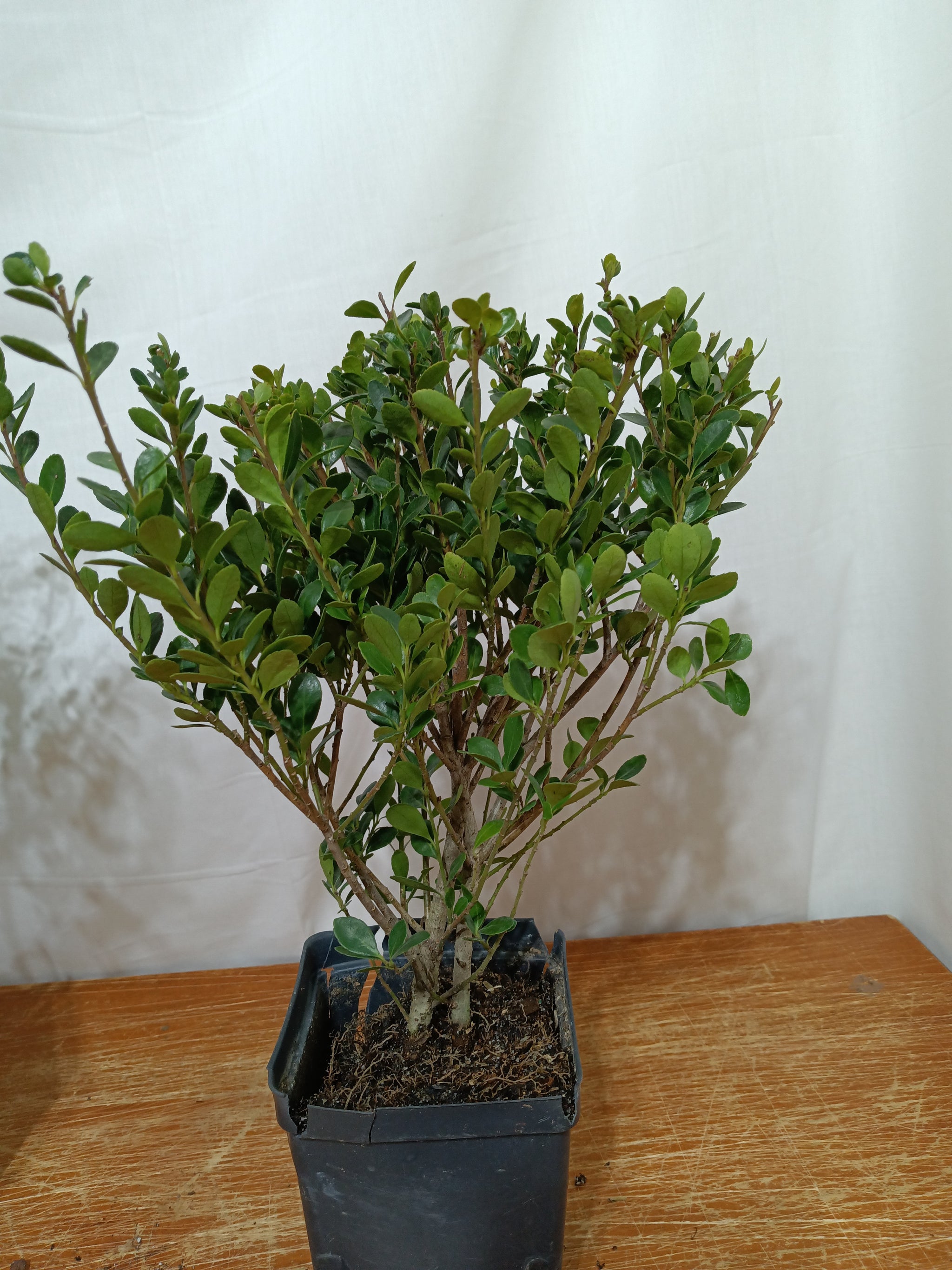 Japanese holly pre bonsai quart size – Lucky Bonsai