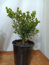 Load image into Gallery viewer, Japanese boxwood pre bonsai 1gallon
