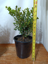 Load image into Gallery viewer, Japanese boxwood pre bonsai 1gallon
