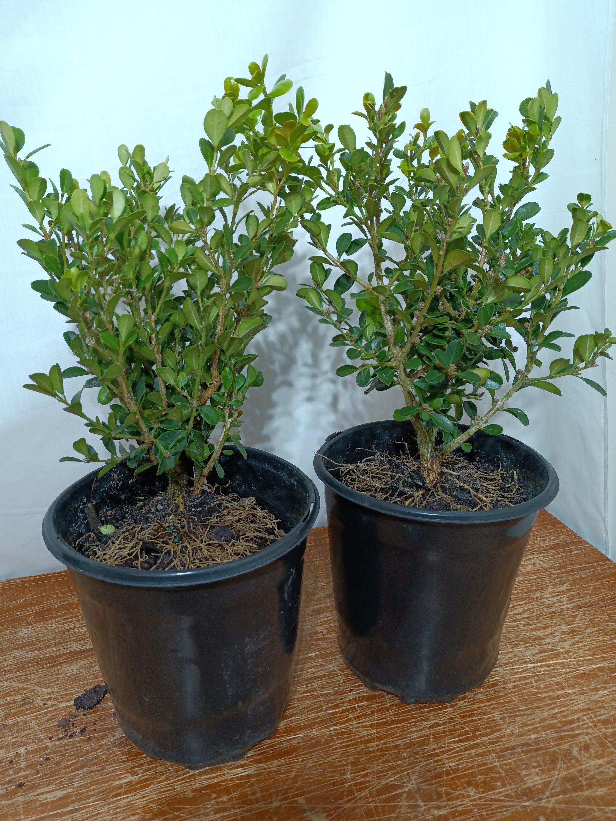 Japanese boxwood pre bonsai 1gallon – Lucky Bonsai