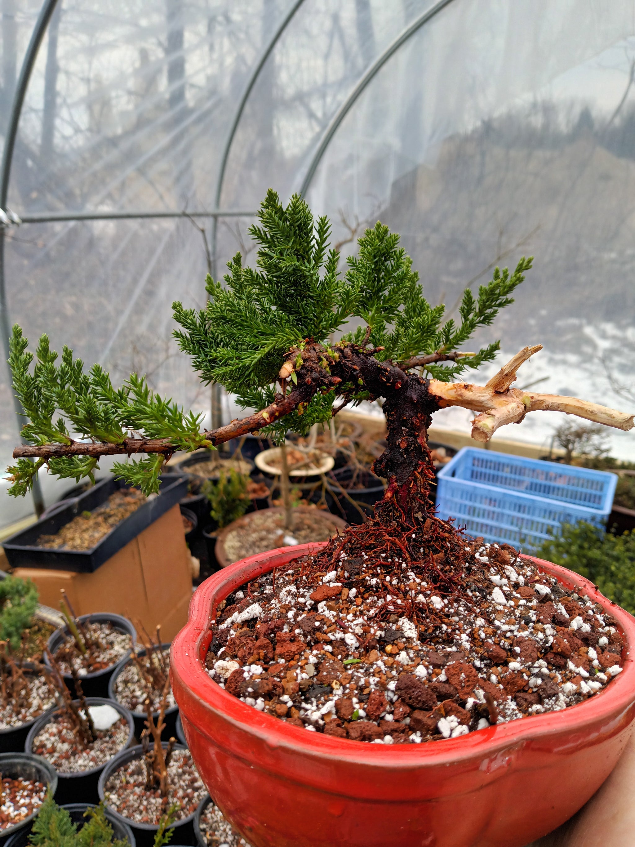 juniper procumbens nana bonsai tree Juniper procumbens 'nana' – Lucky Bonsai