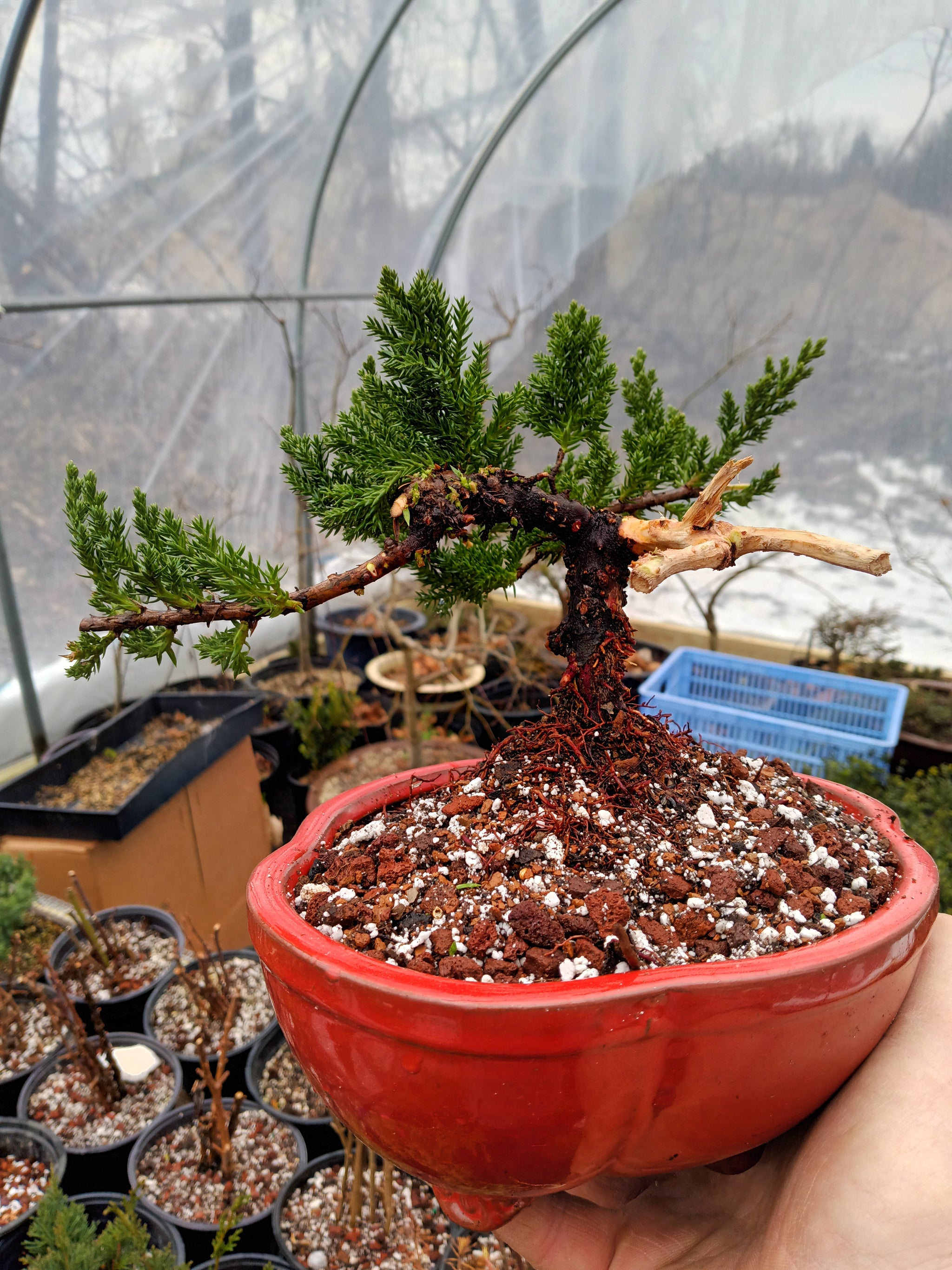 Juniper procumbens 'nana' – Lucky Bonsai