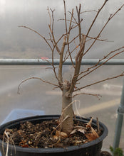 Load image into Gallery viewer, Zelkova pre bonsai in 6&quot; plastic pot
