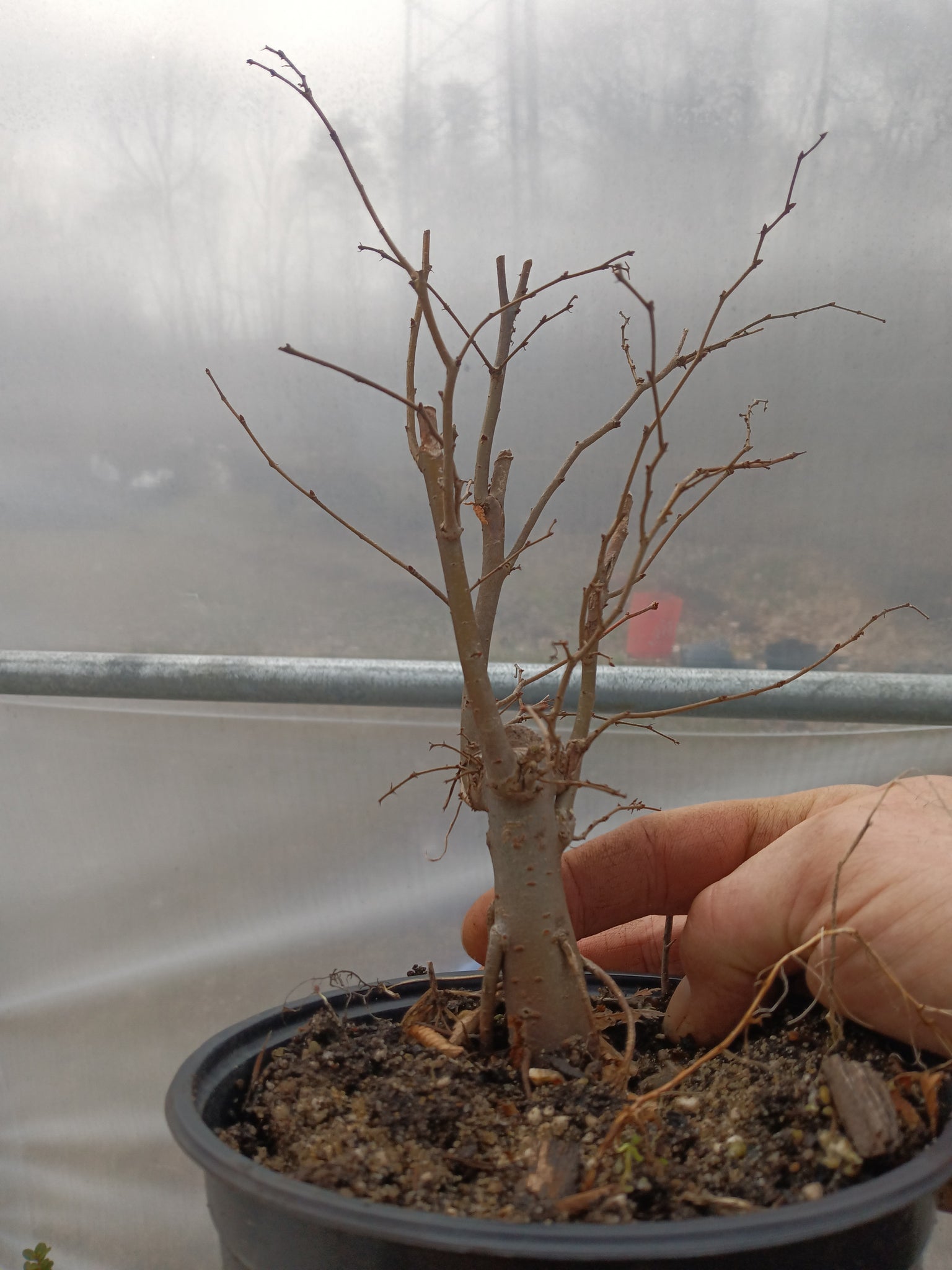 pre grown bonsai trees Zelkova pre bonsai in 6" plastic pot