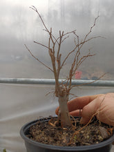Load image into Gallery viewer, Zelkova pre bonsai in 6&quot; plastic pot

