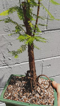 Load and play video in Gallery viewer, Bald cypress bonsai
