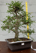 Load image into Gallery viewer, Chinese Elm Bonsai in Plastic Bonsai Pot
