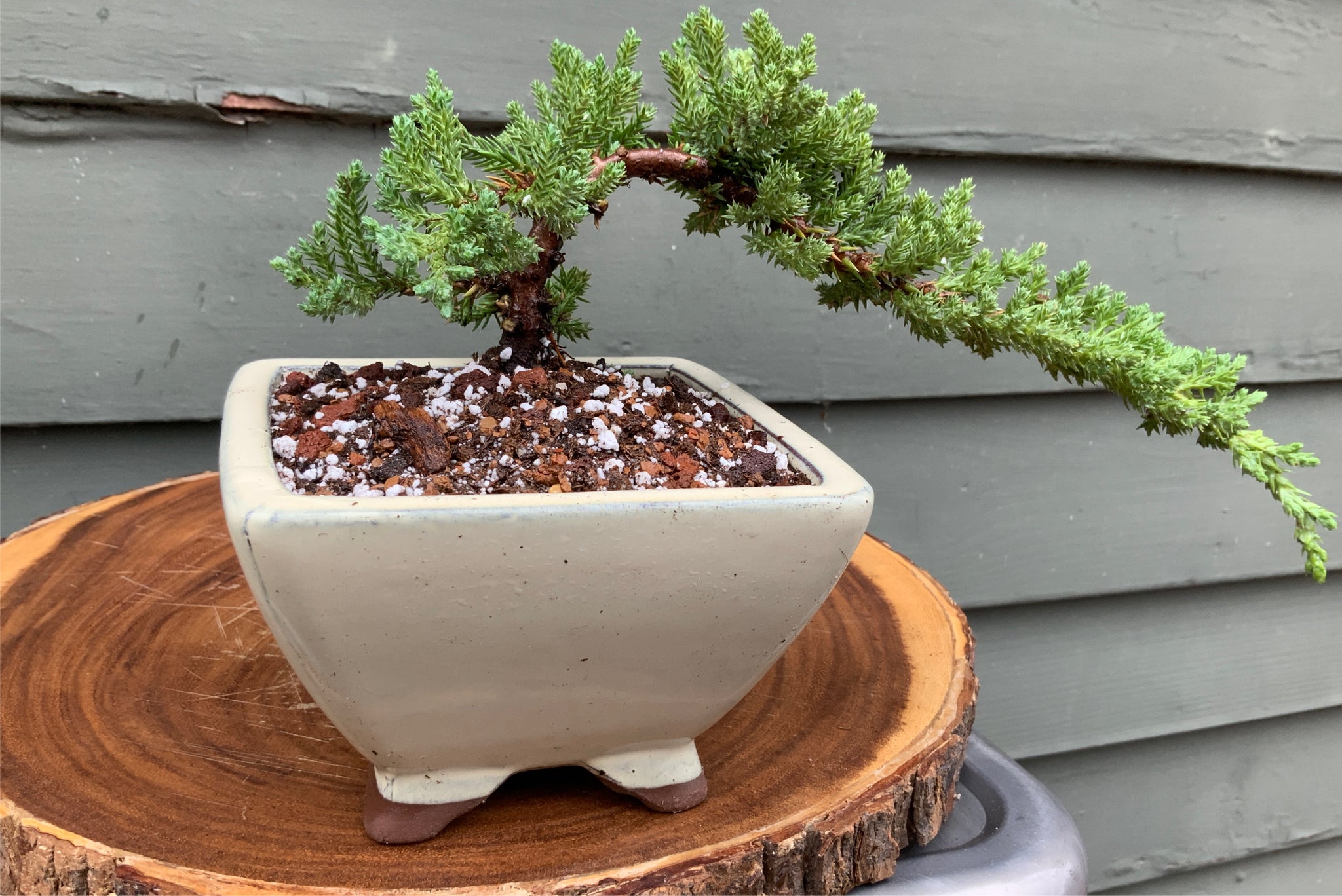 Juniper Bonsai in 5 Rounded Square Cream Glazed Ceramic Pot  Lucky Bonsai