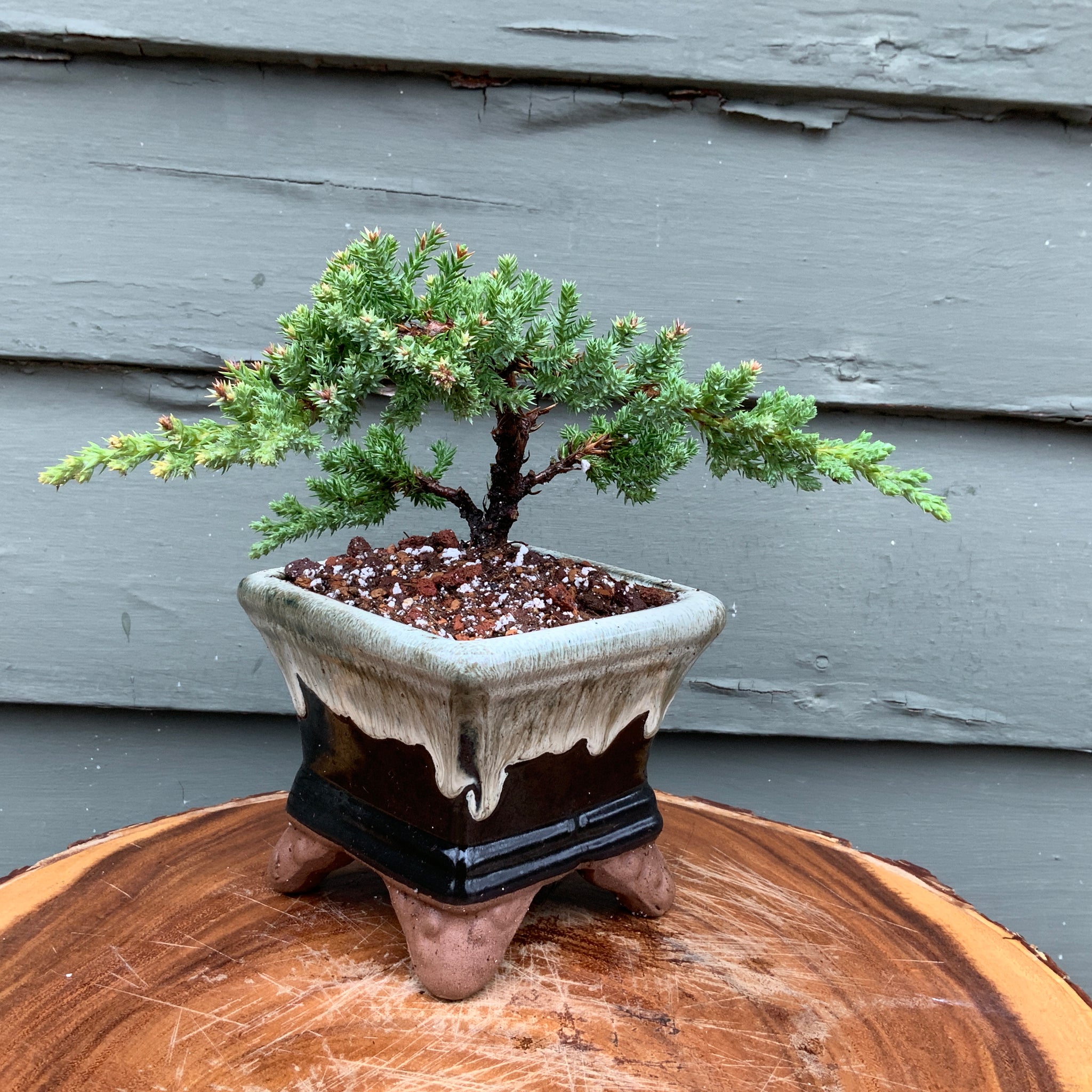 Juniper Bonsai in 4” Square Cream & Black Glazed Ceramic Pot
