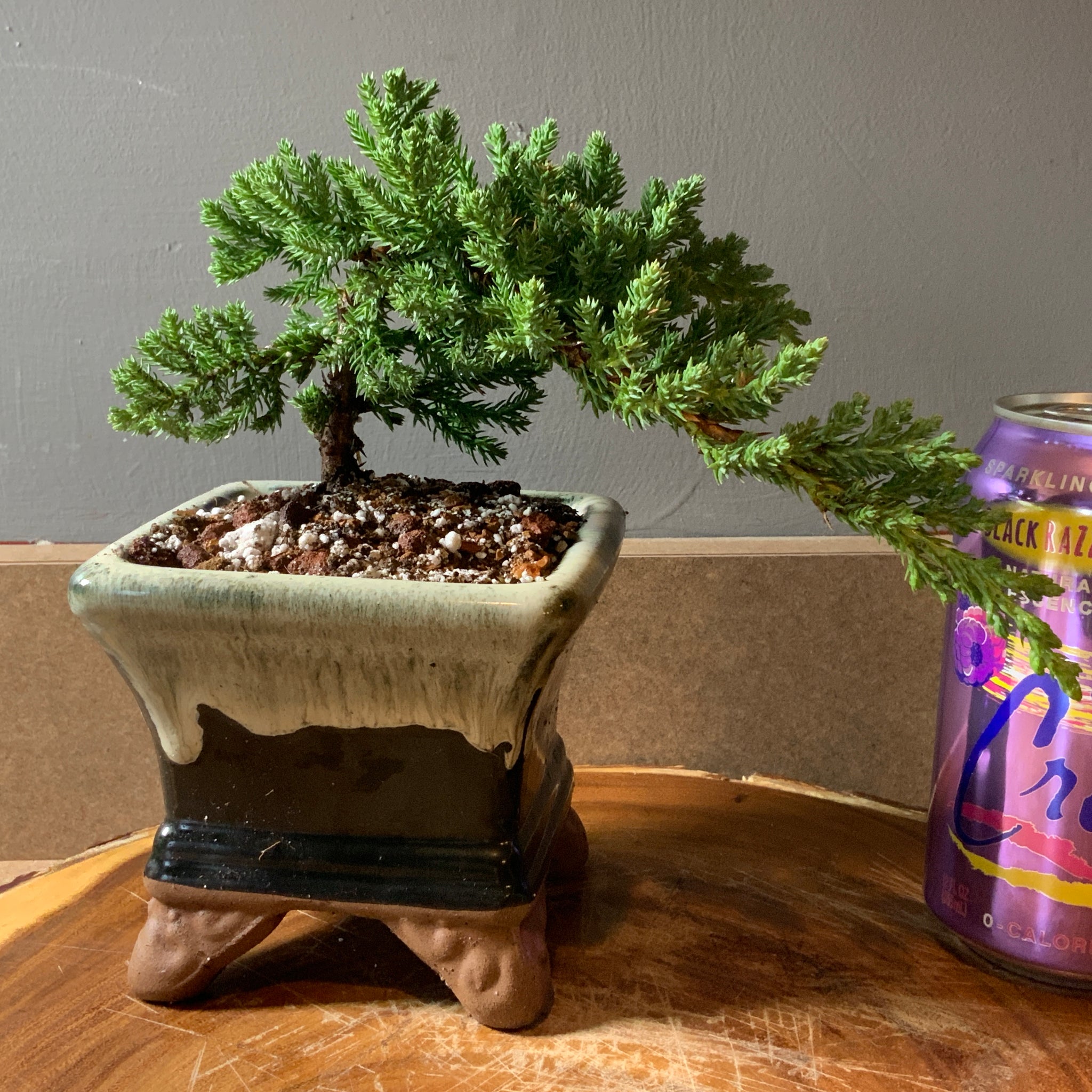 Juniper Bonsai in 4” Square Cream & Black Glazed Ceramic Pot