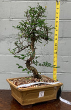 Load image into Gallery viewer, Chinese Elm Bonsai in Glazed Ceramic Bonsai Pot
