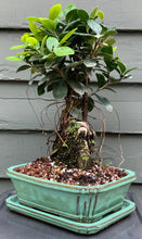Load image into Gallery viewer, Ginseng Ficus Bonsai in 8&quot; Glazed Ceramic Bonsai Pots &amp; Matching Trays
