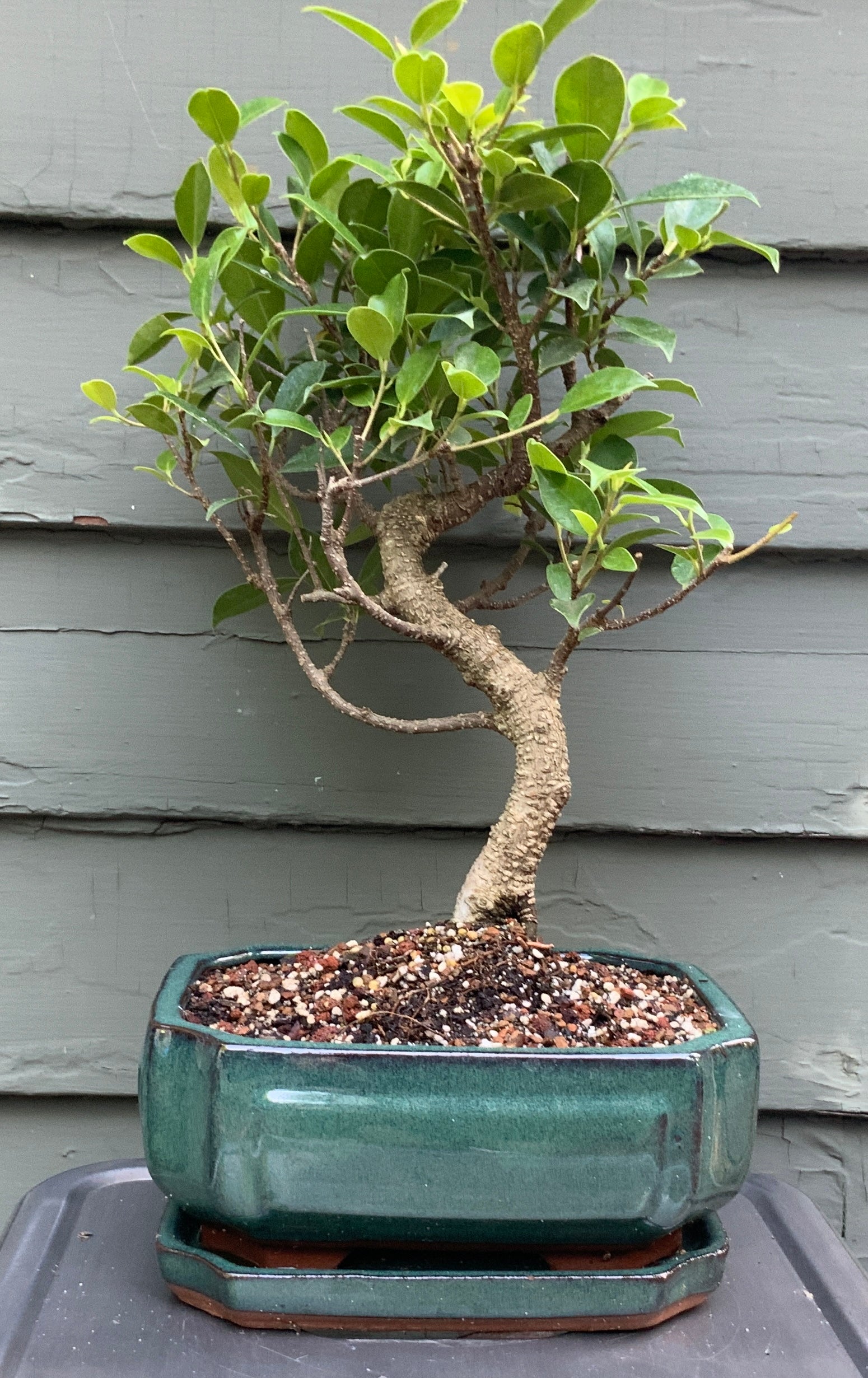 Tiger Bark Ficus (ficus microcarpa) Bonsai in 8